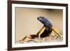 Augrabies Flat Lizard-null-Framed Photographic Print