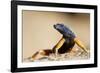 Augrabies Flat Lizard-null-Framed Photographic Print