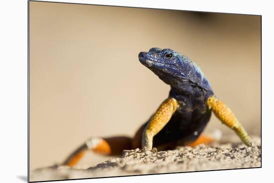 Augrabies Flat Lizard-null-Mounted Photographic Print