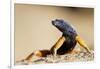 Augrabies Flat Lizard-null-Framed Photographic Print