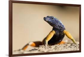 Augrabies Flat Lizard-null-Framed Photographic Print