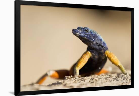 Augrabies Flat Lizard-null-Framed Photographic Print