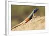 Augrabies Flat Lizard-Paul Souders-Framed Photographic Print