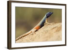 Augrabies Flat Lizard-Paul Souders-Framed Photographic Print