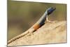 Augrabies Flat Lizard-Paul Souders-Mounted Photographic Print