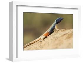 Augrabies Flat Lizard-Paul Souders-Framed Photographic Print