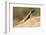 Augrabies Flat Lizard-Paul Souders-Framed Photographic Print