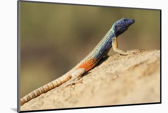 Augrabies Flat Lizard-Paul Souders-Mounted Photographic Print