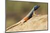 Augrabies Flat Lizard-Paul Souders-Mounted Photographic Print