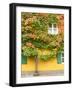 Augsburg Tree and Windows-George Johnson-Framed Photographic Print