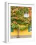 Augsburg Tree and Windows-George Johnson-Framed Photographic Print