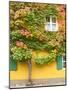 Augsburg Tree and Windows-George Johnson-Mounted Photographic Print