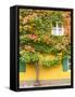 Augsburg Tree and Windows-George Johnson-Framed Stretched Canvas