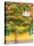 Augsburg Tree and Windows-George Johnson-Stretched Canvas