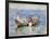 August Blue, circa 1911-Henry Scott Tuke-Framed Giclee Print