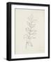 August Branch I-Silvia Vassileva-Framed Art Print