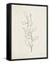 August Branch II-Silvia Vassileva-Framed Stretched Canvas