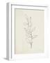 August Branch II-Silvia Vassileva-Framed Art Print