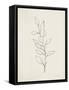 August Branch II-Silvia Vassileva-Framed Stretched Canvas