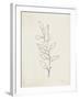 August Branch II-Silvia Vassileva-Framed Art Print