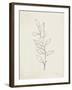 August Branch II-Silvia Vassileva-Framed Art Print