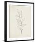 August Branch II-Silvia Vassileva-Framed Art Print