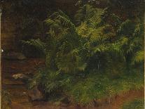 Study of a fern-August Cappelen-Giclee Print