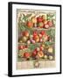 August, from 'Twelve Months of Fruits', by Robert Furber (C.1674-1756) Engraved by C. Du Bose, 1732-Pieter Casteels-Framed Giclee Print