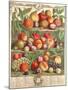 August, from 'Twelve Months of Fruits', by Robert Furber (C.1674-1756) Engraved by C. Du Bose, 1732-Pieter Casteels-Mounted Giclee Print