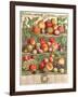 August, from 'Twelve Months of Fruits', by Robert Furber (C.1674-1756) Engraved by C. Du Bose, 1732-Pieter Casteels-Framed Giclee Print