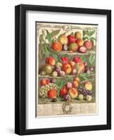 August, from 'Twelve Months of Fruits', by Robert Furber (C.1674-1756) Engraved by C. Du Bose, 1732-Pieter Casteels-Framed Premium Giclee Print