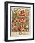 August, from 'Twelve Months of Fruits', by Robert Furber (C.1674-1756) Engraved by C. Du Bose, 1732-Pieter Casteels-Framed Premium Giclee Print