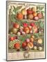 August, from 'Twelve Months of Fruits', by Robert Furber (C.1674-1756) Engraved by C. Du Bose, 1732-Pieter Casteels-Mounted Premium Giclee Print