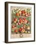 August, from 'Twelve Months of Fruits', by Robert Furber (C.1674-1756) Engraved by C. Du Bose, 1732-Pieter Casteels-Framed Giclee Print