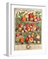 August, from 'Twelve Months of Fruits', by Robert Furber (C.1674-1756) Engraved by C. Du Bose, 1732-Pieter Casteels-Framed Giclee Print