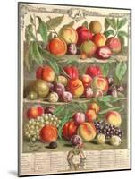 August, from 'Twelve Months of Fruits', by Robert Furber (C.1674-1756) Engraved by C. Du Bose, 1732-Pieter Casteels-Mounted Giclee Print