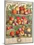 August, from 'Twelve Months of Fruits', by Robert Furber (C.1674-1756) Engraved by C. Du Bose, 1732-Pieter Casteels-Mounted Giclee Print