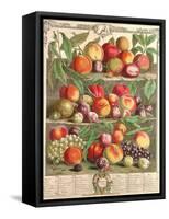 August, from 'Twelve Months of Fruits', by Robert Furber (C.1674-1756) Engraved by C. Du Bose, 1732-Pieter Casteels-Framed Stretched Canvas