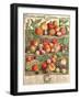 August, from 'Twelve Months of Fruits'-Pieter Casteels-Framed Giclee Print