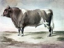 Durham Bull, 1856-August Kollner-Stretched Canvas