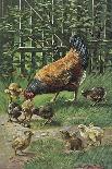 Hen with Chicks-August Muller-Laminated Art Print