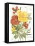 August Poppy on White-Katie Pertiet-Framed Stretched Canvas