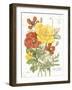 August Poppy on White-Katie Pertiet-Framed Art Print