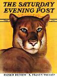 "Mountain Lions," Saturday Evening Post Cover, September 25, 1937-August Schombrug-Framed Stretched Canvas