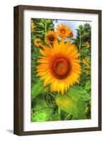 August Sunflowers-Robert Goldwitz-Framed Photographic Print