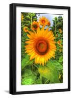 August Sunflowers-Robert Goldwitz-Framed Photographic Print