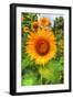 August Sunflowers-Robert Goldwitz-Framed Photographic Print