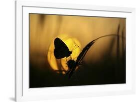 August-Janini (Zhana Topchieva)-Framed Giclee Print