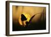 August-Janini Zhana Topchieva)-Framed Photographic Print