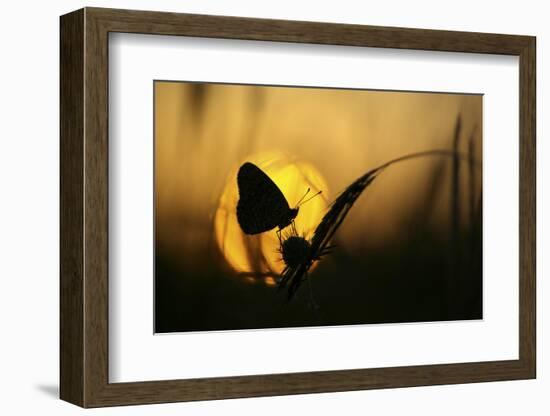 August-Janini Zhana Topchieva)-Framed Photographic Print